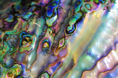 doğal inci doku formu büyük deniz kabuğu