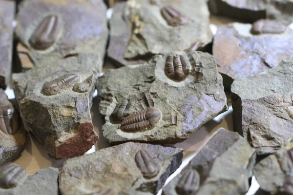 Textura fósil trilobita — Foto de Stock