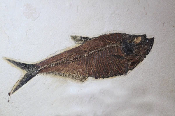 Fossiele vissen textuur — Stockfoto