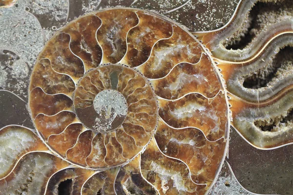 Ammonites fossil texture — Stock Photo, Image