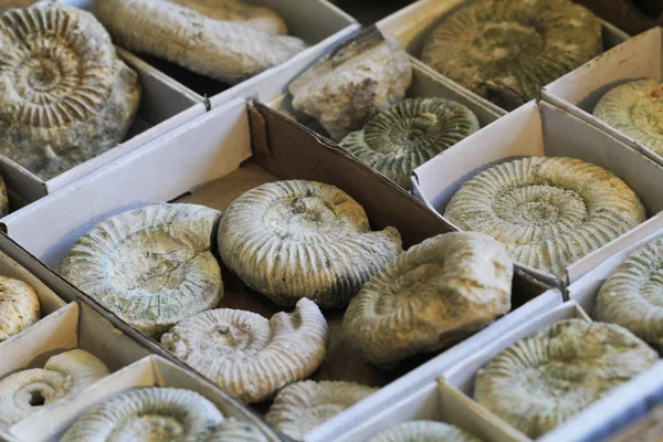 Ammonites coleção fóssil textura — Fotografia de Stock