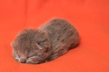 Yeni doğan İngiliz kedi