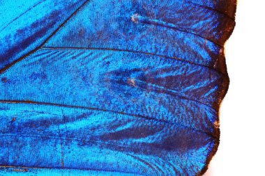 Mavi kelebek kanat doku