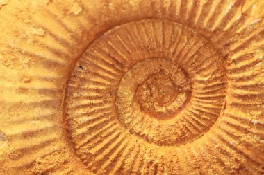 Ammonit fosil doku