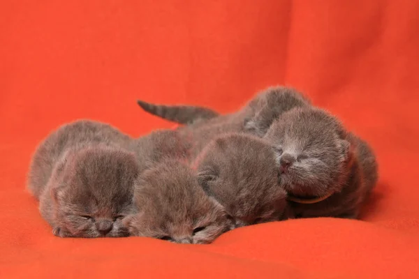 Новорожденные британские кошки — стоковое фото