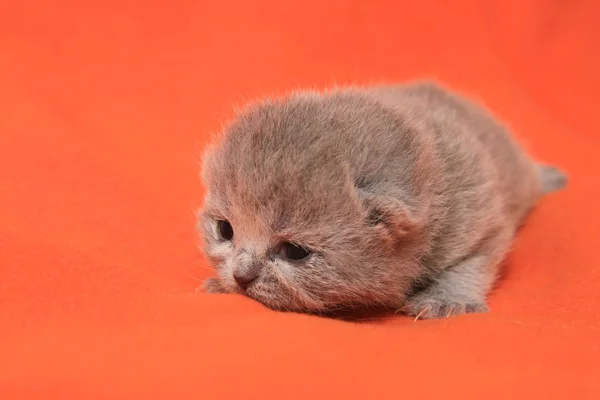 Новорожденная британская кошка — стоковое фото