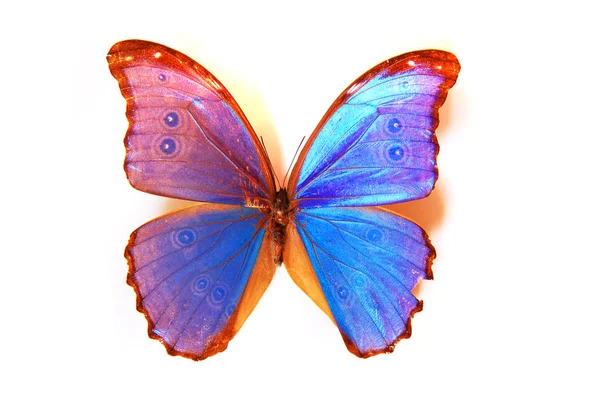 孤立的蓝蝴蝶 — 图库照片