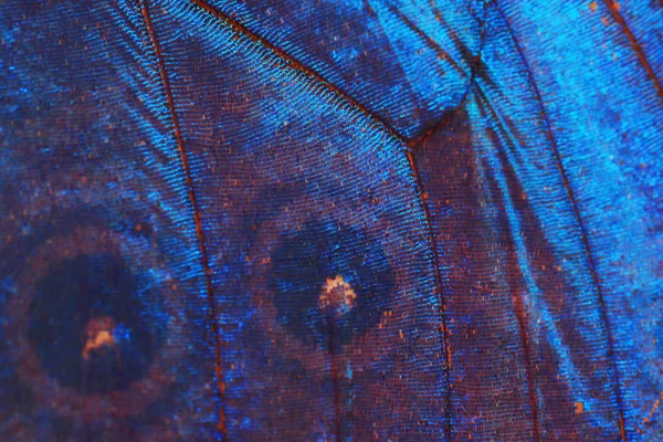 Azul borboleta asa textura — Fotografia de Stock