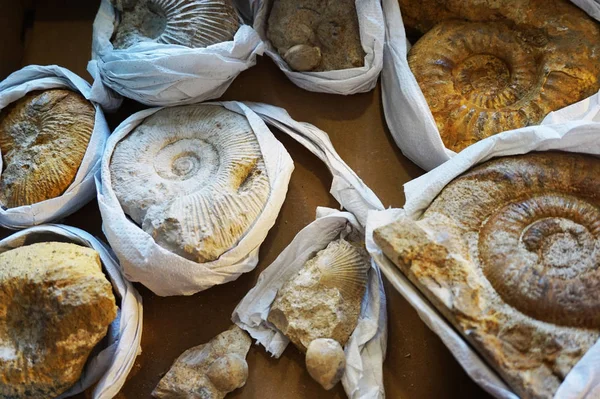 Ammoniter fossil samling textur — Stockfoto