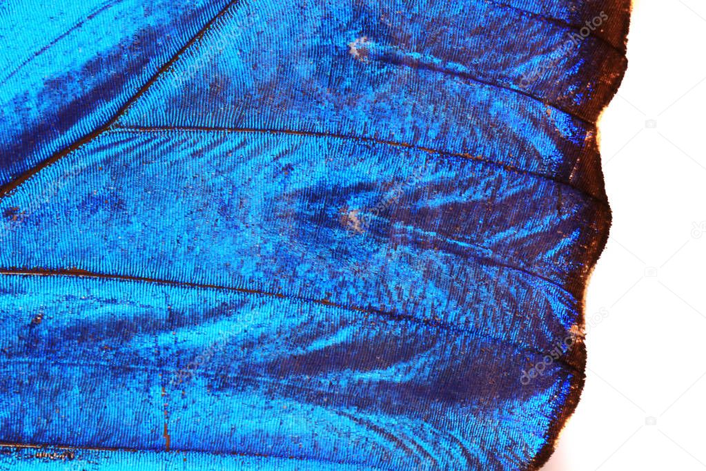 blue butterfly wing texture