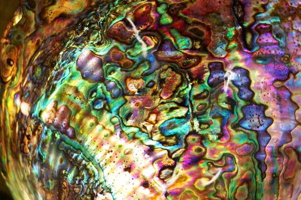 Természetes gyöngy textúra formában nagy tengeri kagyló — Stock Fotó