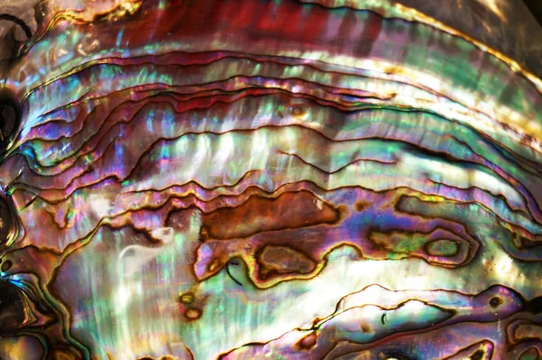 Textura pérola natural forma grande concha do mar — Fotografia de Stock