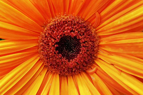 Detail van zonnebloem — Stockfoto