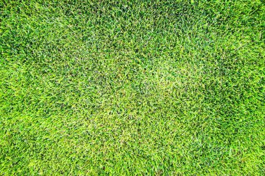 yeşil çim dokusu