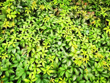 Soyut yeşil yaprak dokusu