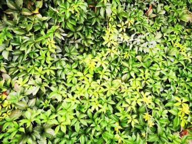 Soyut yeşil yaprak dokusu