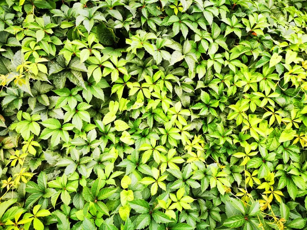 Textura de folhas verdes abstratas — Fotografia de Stock