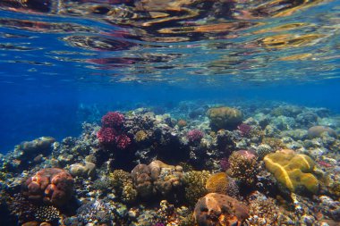 Mısır'daki mercan resifi