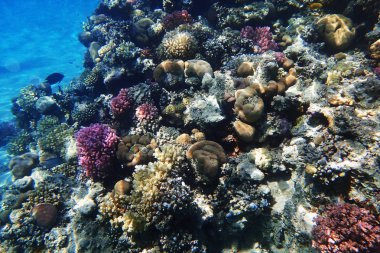 Mısır'daki mercan resifi