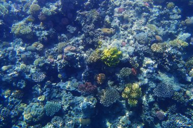 Mısır'daki mercan resifi