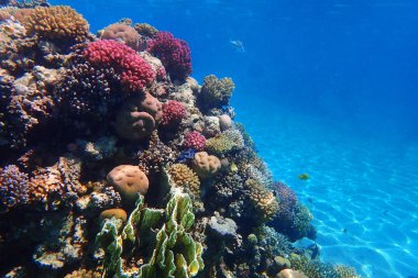 Mısır'daki mercan resifi