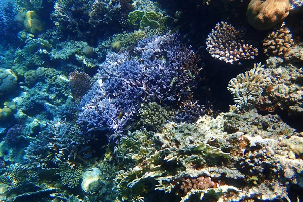 이집트에서 산호초 — 스톡 사진
