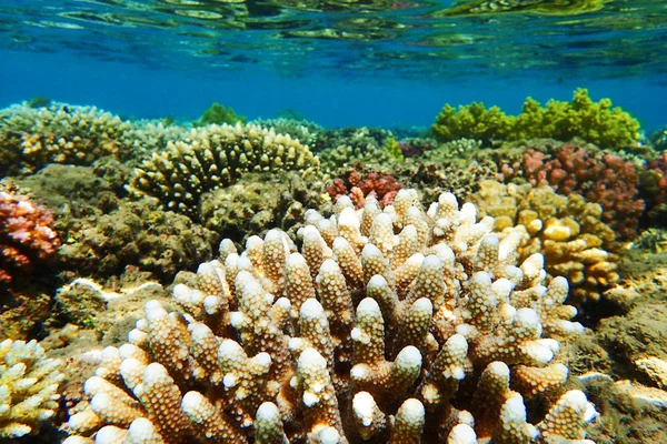 Arrecife de coral en Egipto — Foto de Stock