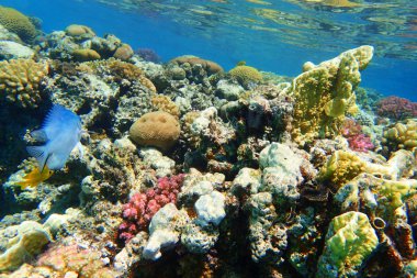 Mısır'daki mercan resifi