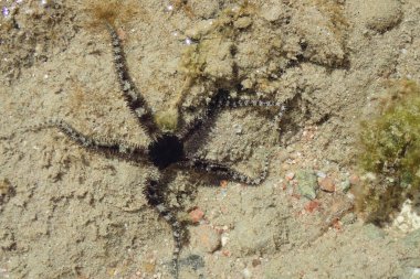 Kumda siyah denizyıldızı
