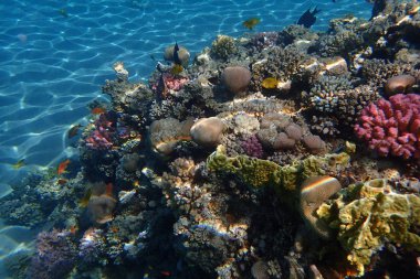 Mısır'daki mercan resifi