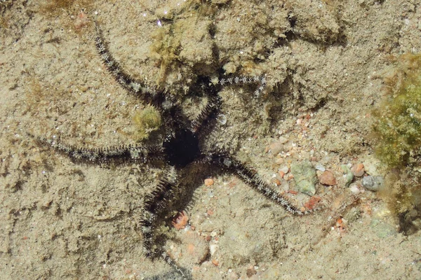 Черная морская звезда в песке — стоковое фото