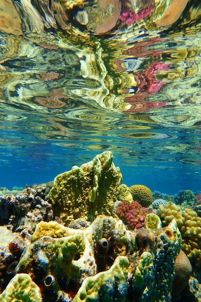 Arrecife de coral en Egipto — Foto de Stock