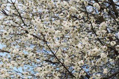 ilkbahar kiraz çiçekleri