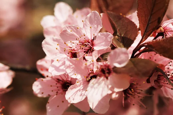 Frühlingskirschen blühen — Stockfoto