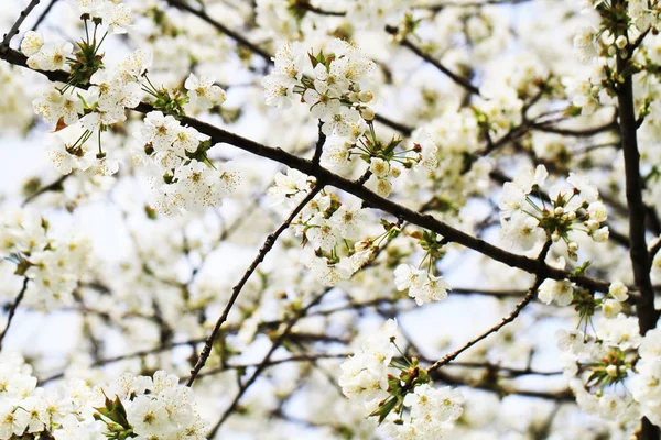 Frühlingskirschen blühen — Stockfoto