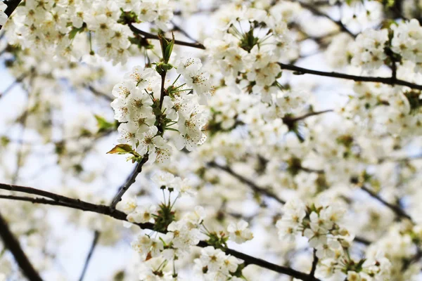 Fleurs de cerises de printemps — Photo