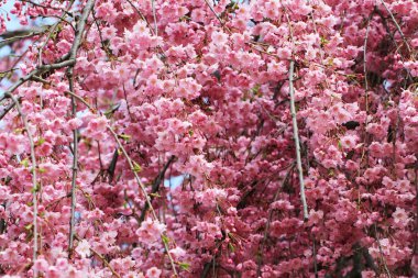 ilkbahar kiraz çiçekleri
