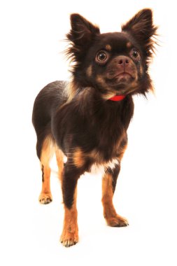 uzun saçlı chihuahua