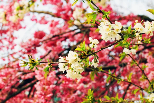 Frühlingskirschen blühen — Stockfoto