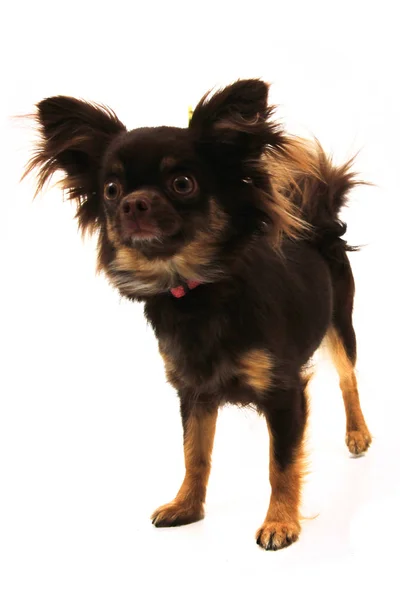 Cabelo comprido chihuahua — Fotografia de Stock