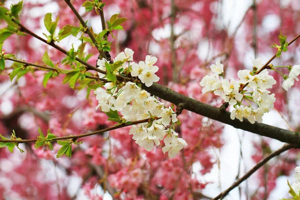 Spring cherries flowers — 스톡 사진