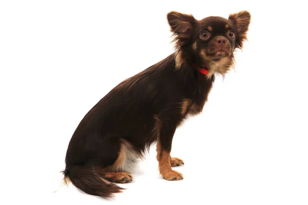 Cabelo comprido chihuahua — Fotografia de Stock