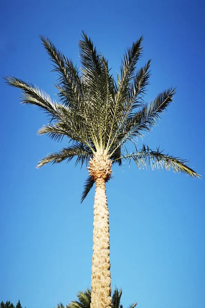 Palme mit blauem Himmel — Stockfoto