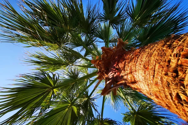 Palme mit blauem Himmel — Stockfoto