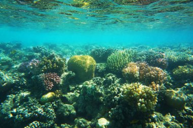 Mısır'daki mercan resifi
