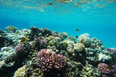 Mısır'daki mercan resifi