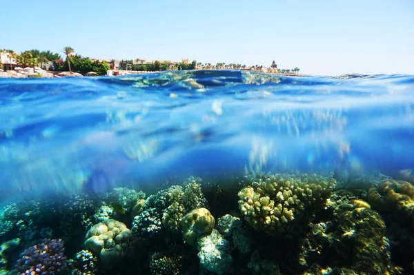 Coral reef in Egypt — Stock Photo, Image