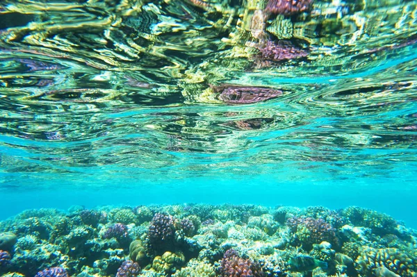 Arrecife de coral en Egipto — Foto de Stock