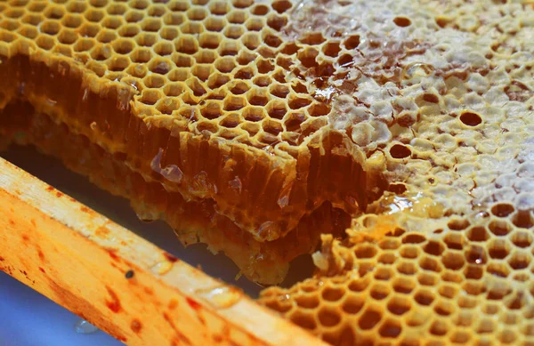 Honey in honeycomb — Stock Photo, Image