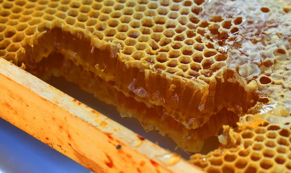 Honig in der Wabe — Stockfoto